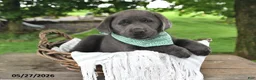 Labrador Retriever dogs for sale: Gunnar - Ad 2