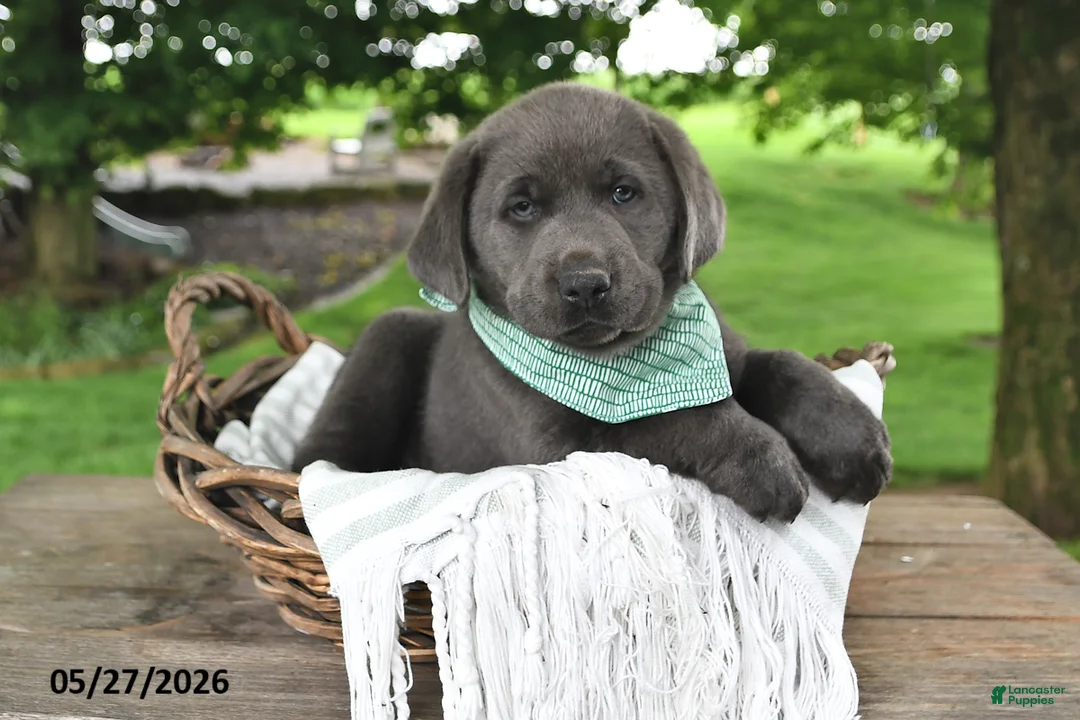 Labrador Retriever dogs for sale: Gunnar - Ad 2