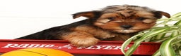 Yorkshire Terrier dogs for sale: Apollo - Ad 3