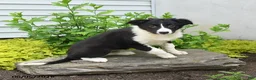 Border Collie dogs for sale: Haley - Ad 3