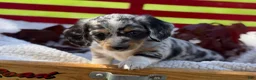 Miniature Dachshund dogs for sale: Beau - Ad 4