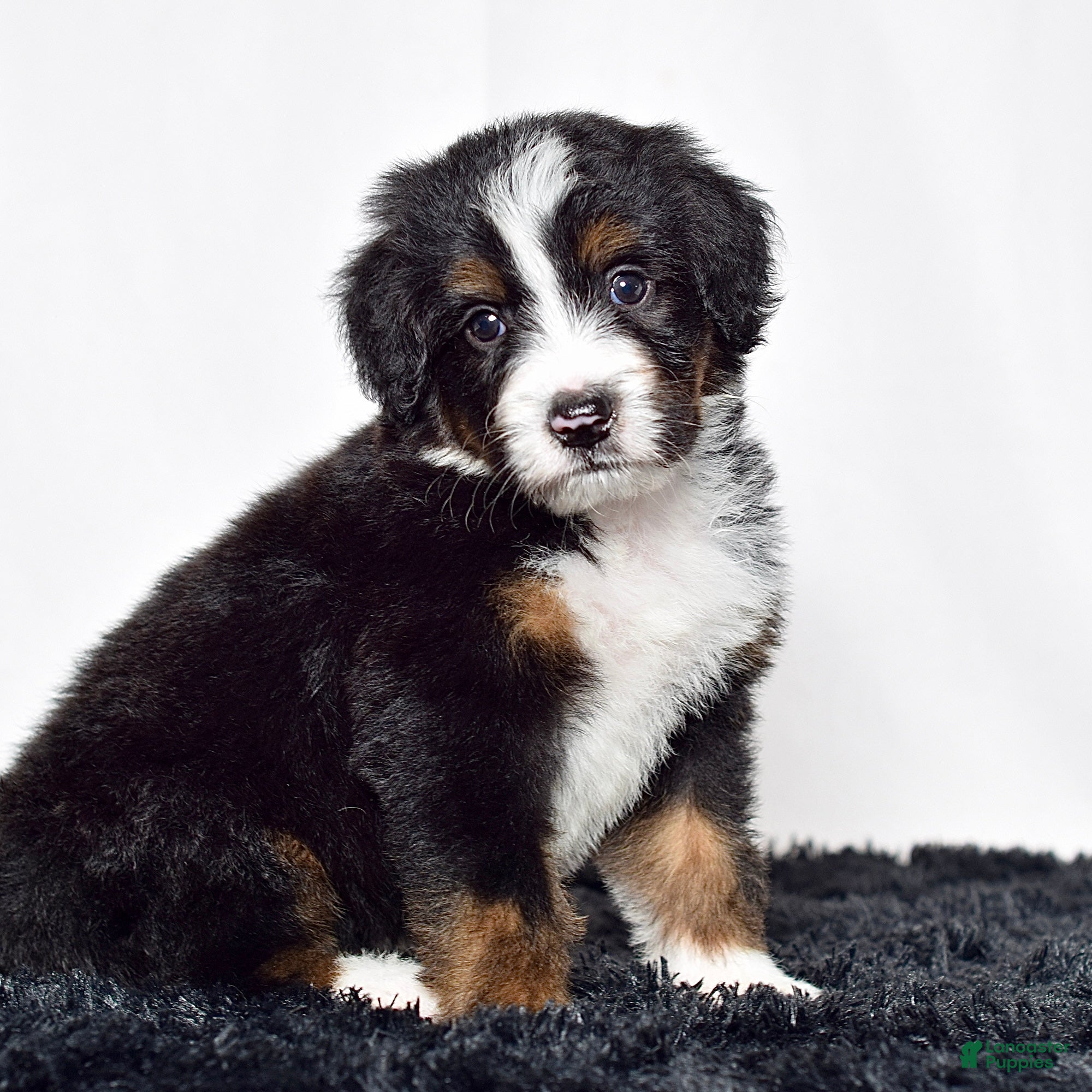 Bernedoodle dogs Mr. Oscar - Ad 1
