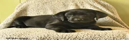 Labrador Retriever dogs for sale: Mia  - Ad 3