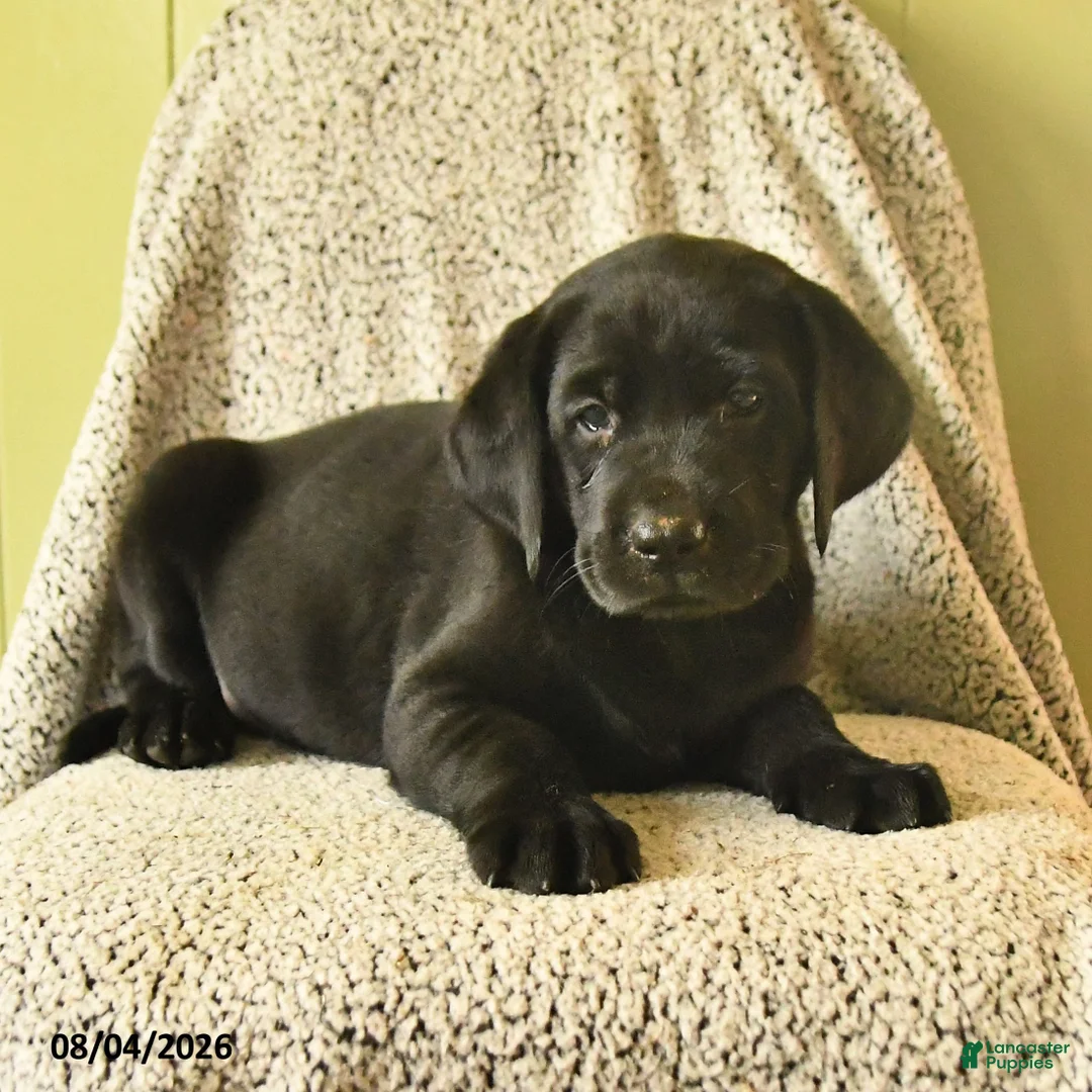 Labrador Retriever dogs for sale: Mia  - Ad 3