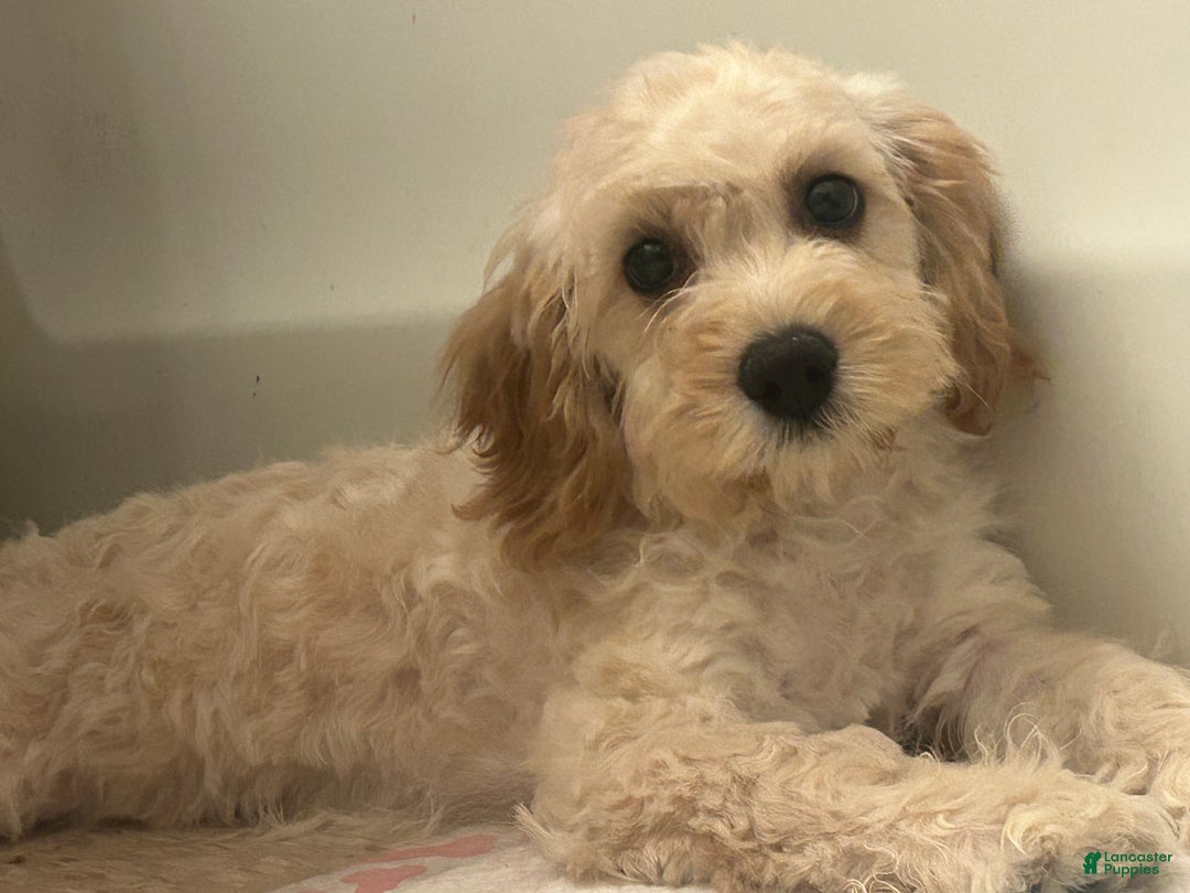 Mixed Breed dogs for sale: Mixed Breed Puppy 1 - Ad 3