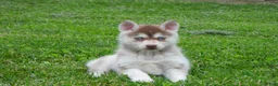 Pomsky dogs for sale: Toby - Ad 3