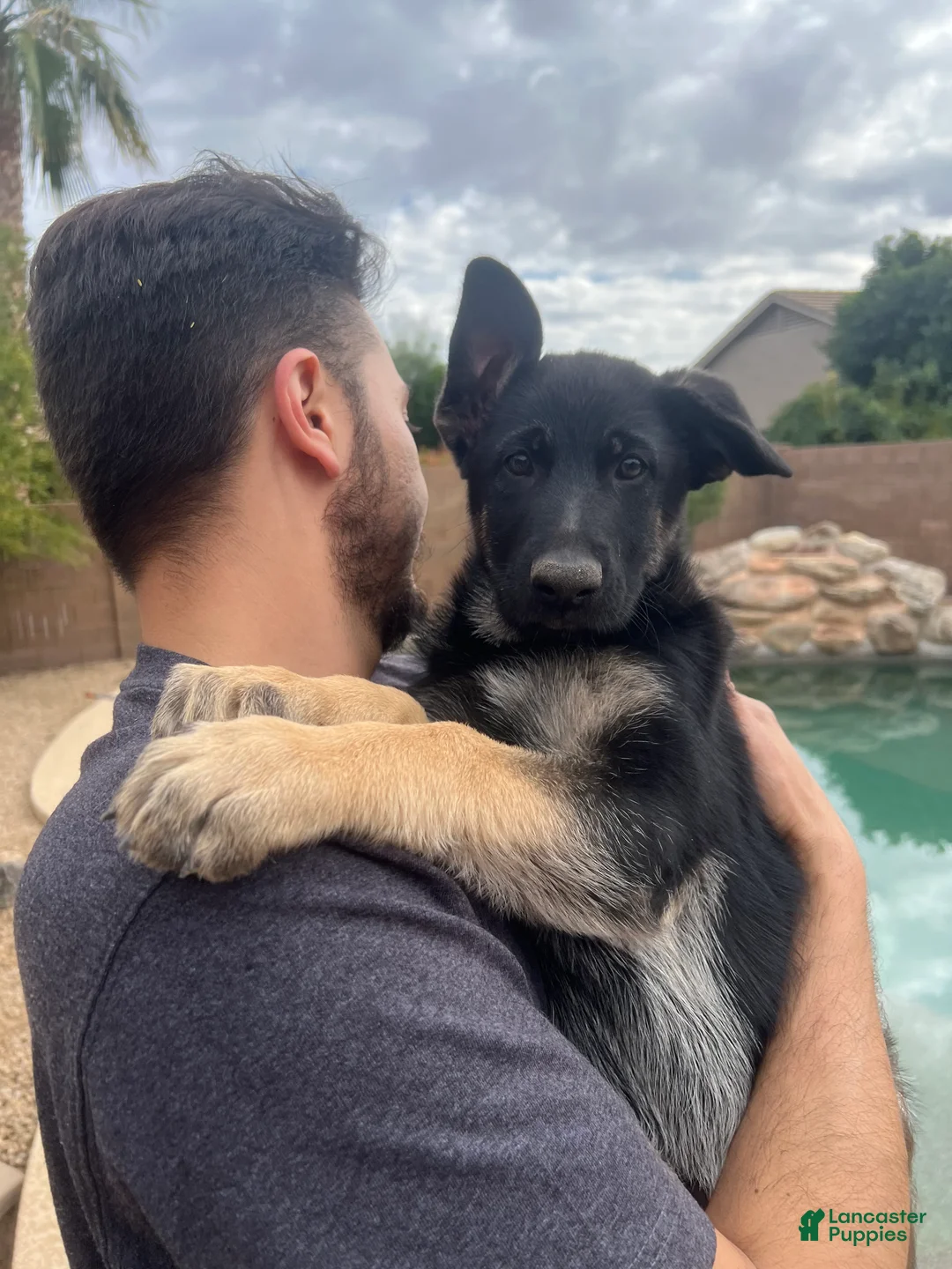 German Shepherd dogs for sale: German Shepherd Puppy 3 - Ad 1