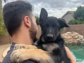 German Shepherd dogs German Shepherd Puppy 3 - Ad 3