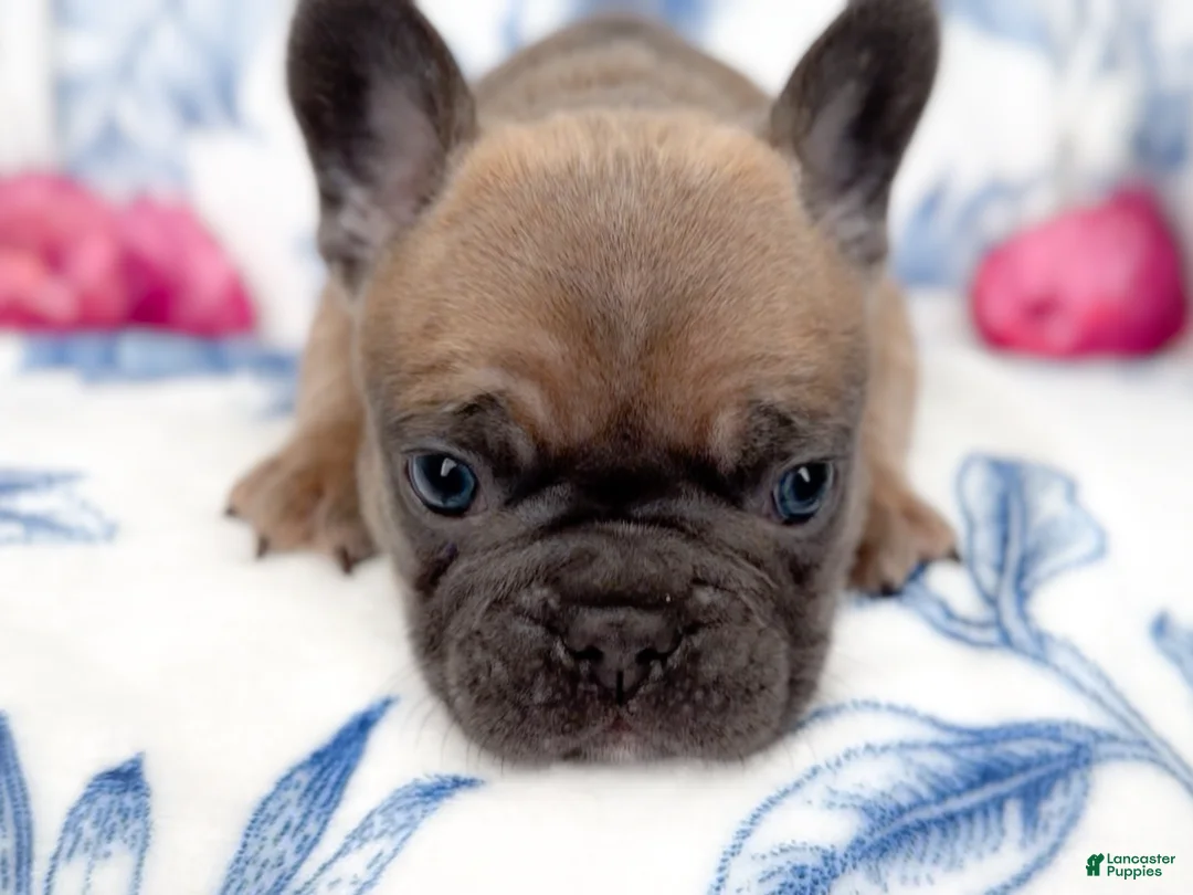 French Bulldog dogs for sale: Snickerdoodle - Ad 12