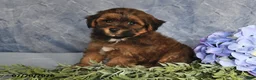 Havapoo dogs for sale: Brownie - Ad 3