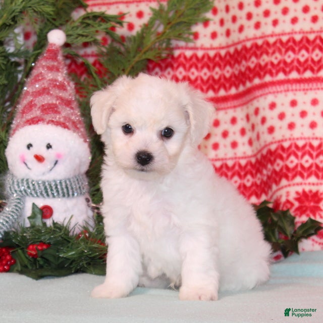 Bichpoo dogs Yankee - Ad 20