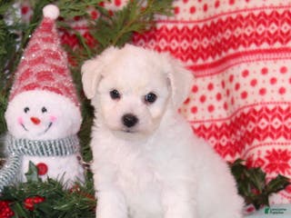 Bichpoo dogs Yankee - Ad 23