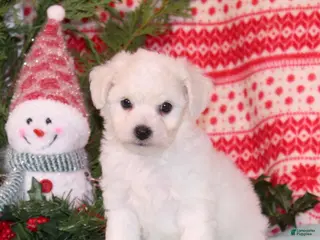 Bichpoo dogs Yankee - Ad 31