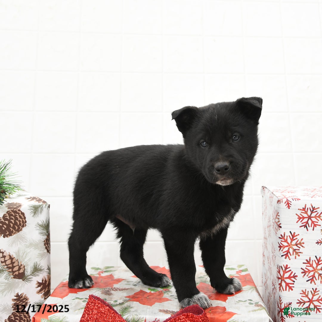 Mixed Breed dogs for sale: Gecko - Ad 2