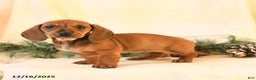 Miniature Dachshund dogs for sale: Chloe - Ad 3