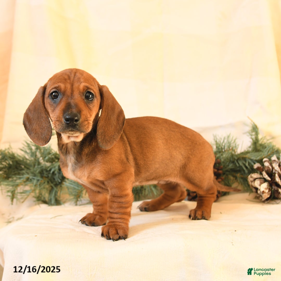 Miniature Dachshund dogs for sale: Chloe - Ad 3