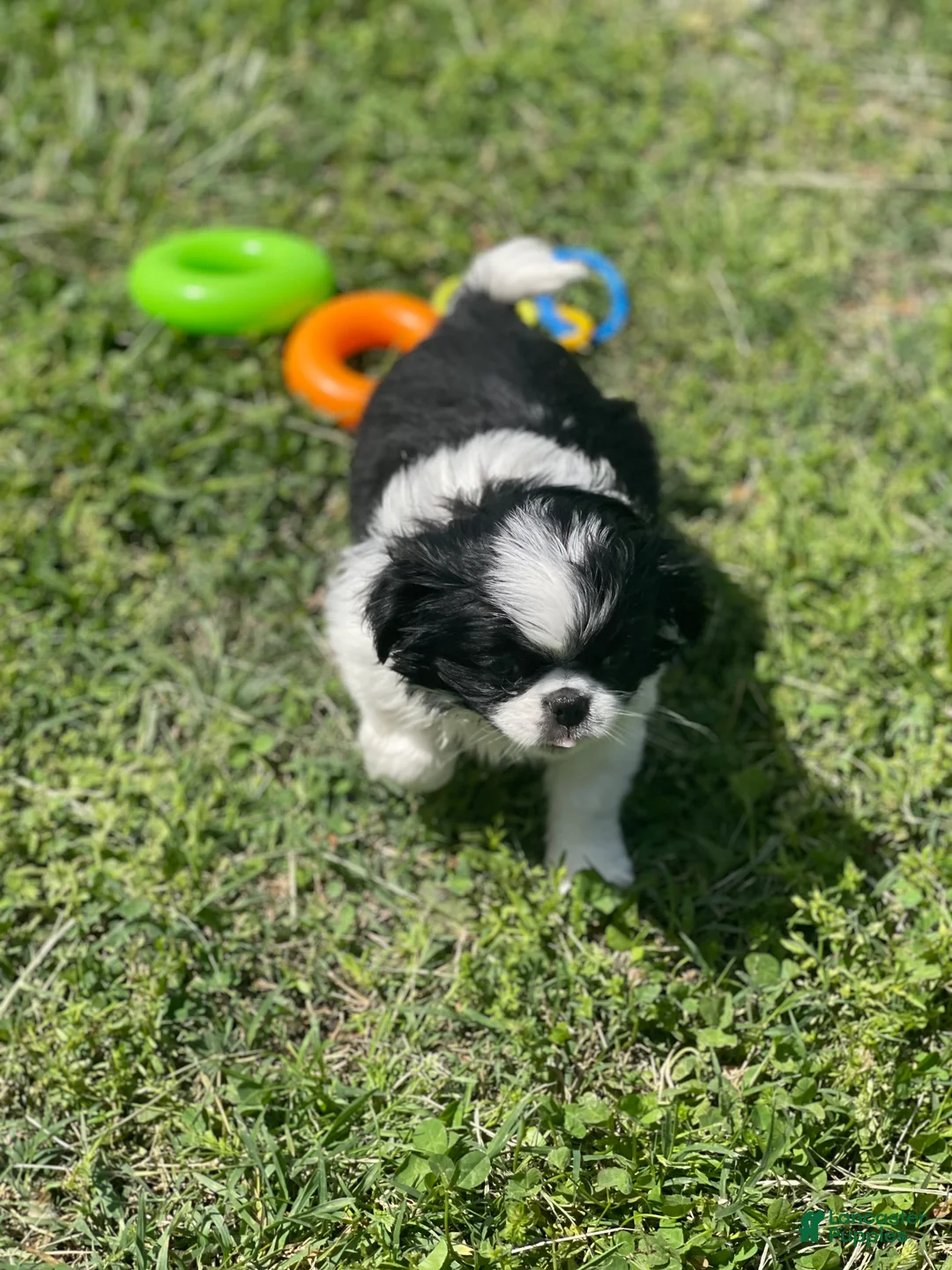 Japanese Chin dogs for sale: Japanese Chin Puppy 12 - Ad 1