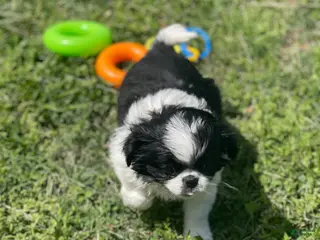 Japanese Chin dogs Japanese Chin Puppy 12 - Ad 4