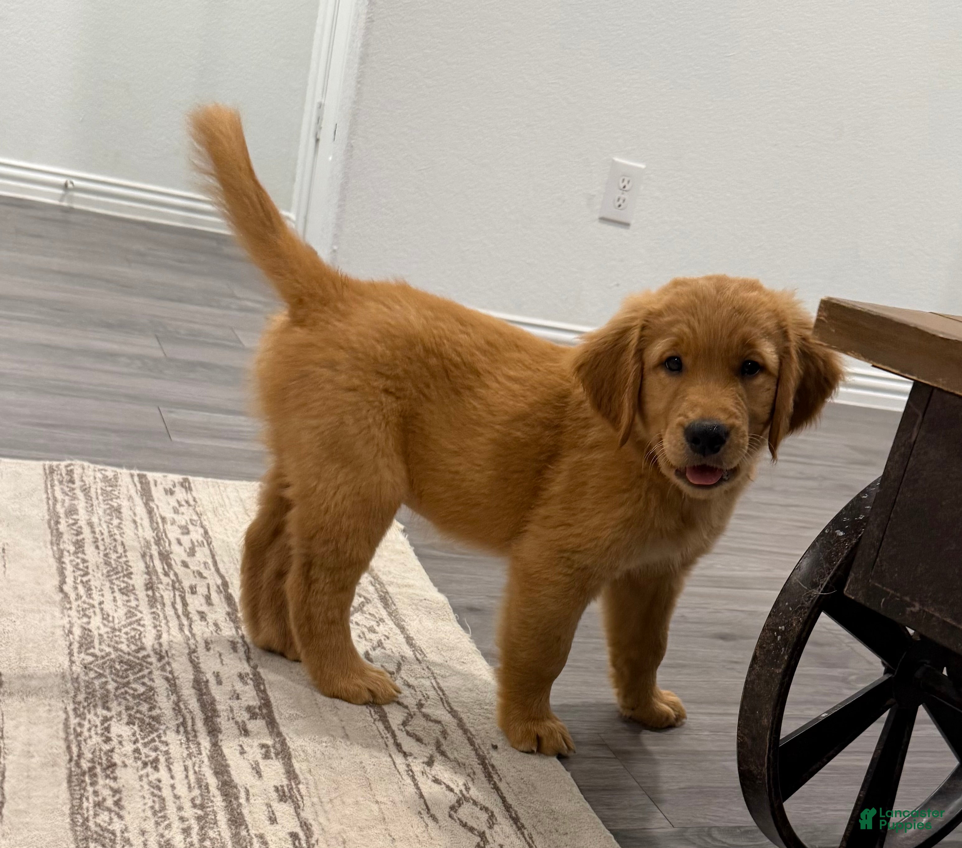 Golden Retriever dogs Wilson - Yellow - Ad 34