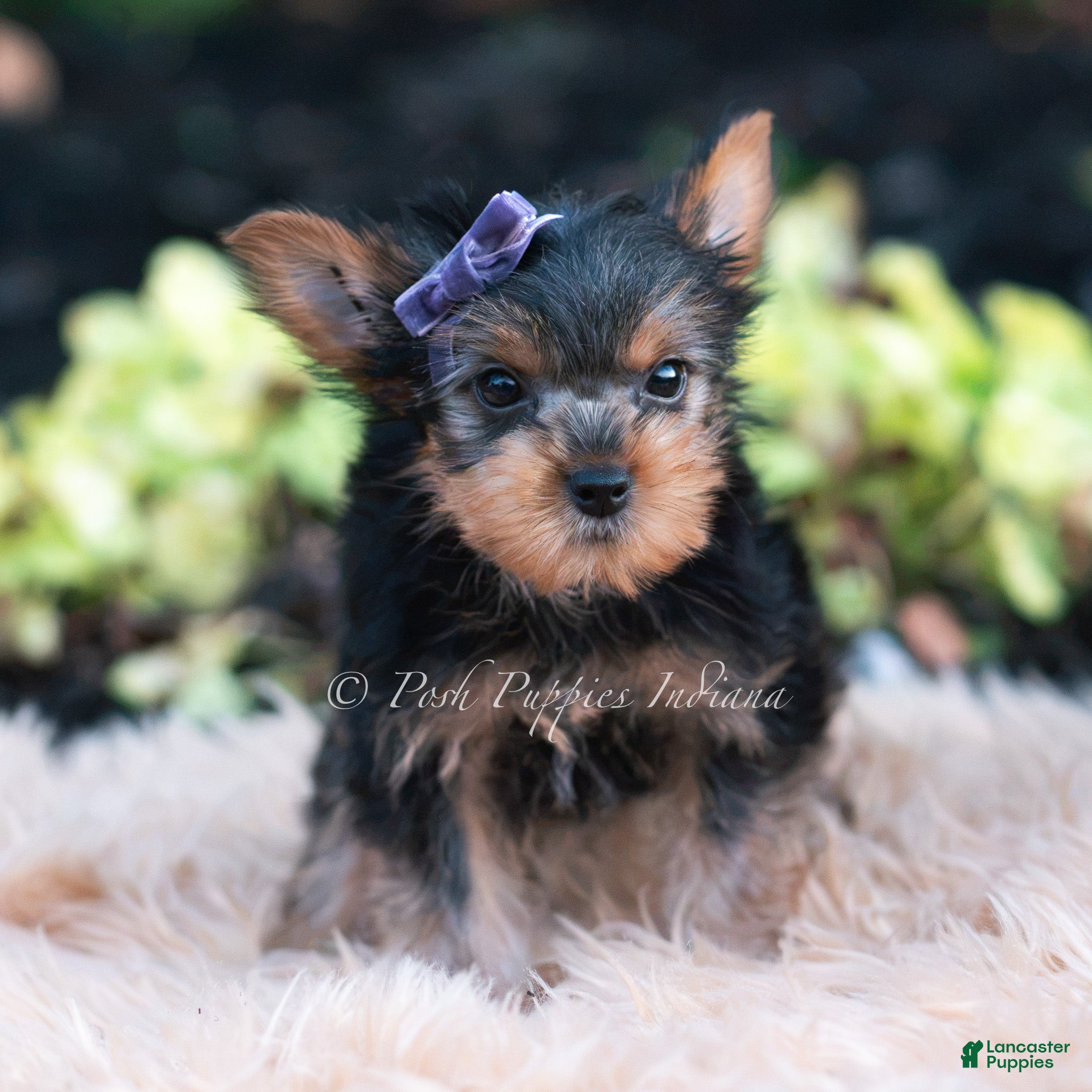 Yorkshire Terrier dogs Elowen - Ad 6