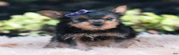 Yorkshire Terrier dogs for sale: Elowen - Ad 1