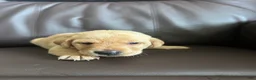 Labrador Retriever dogs for sale: Little John - Ad 3