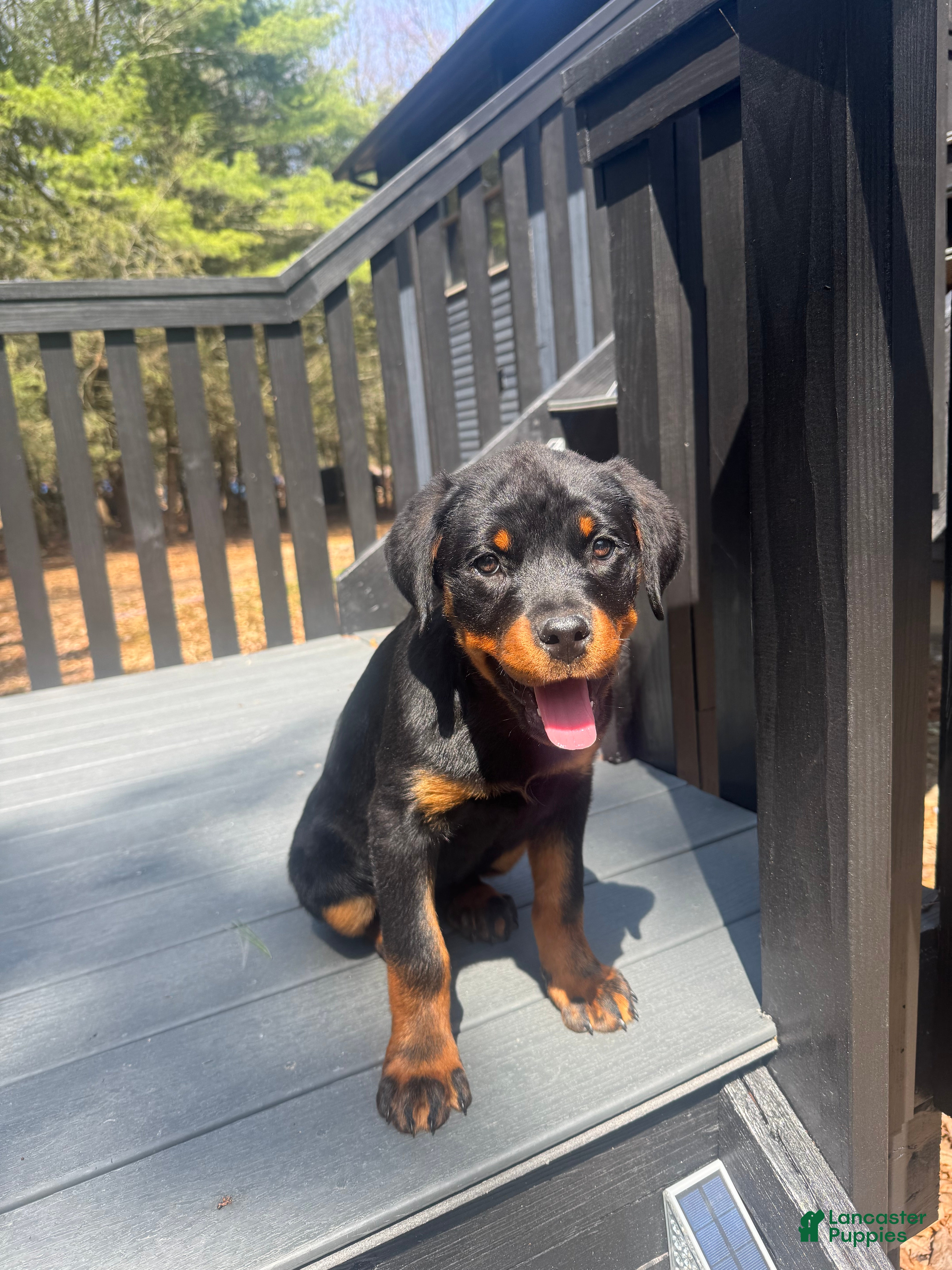 Rottweiler dogs Rottweiler Puppy 1 - Ad 33