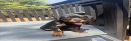 Rottweiler dogs for sale: Rottweiler Puppy 1 - Ad 1