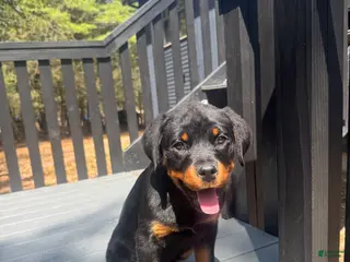 Rottweiler dogs Rottweiler Puppy 1 - Ad 33