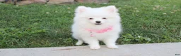 Pomeranian dogs for sale: Bianca  - Ad 5