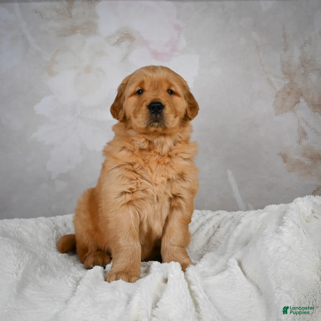 Golden Retriever dogs for sale: Rocky - Ad 6