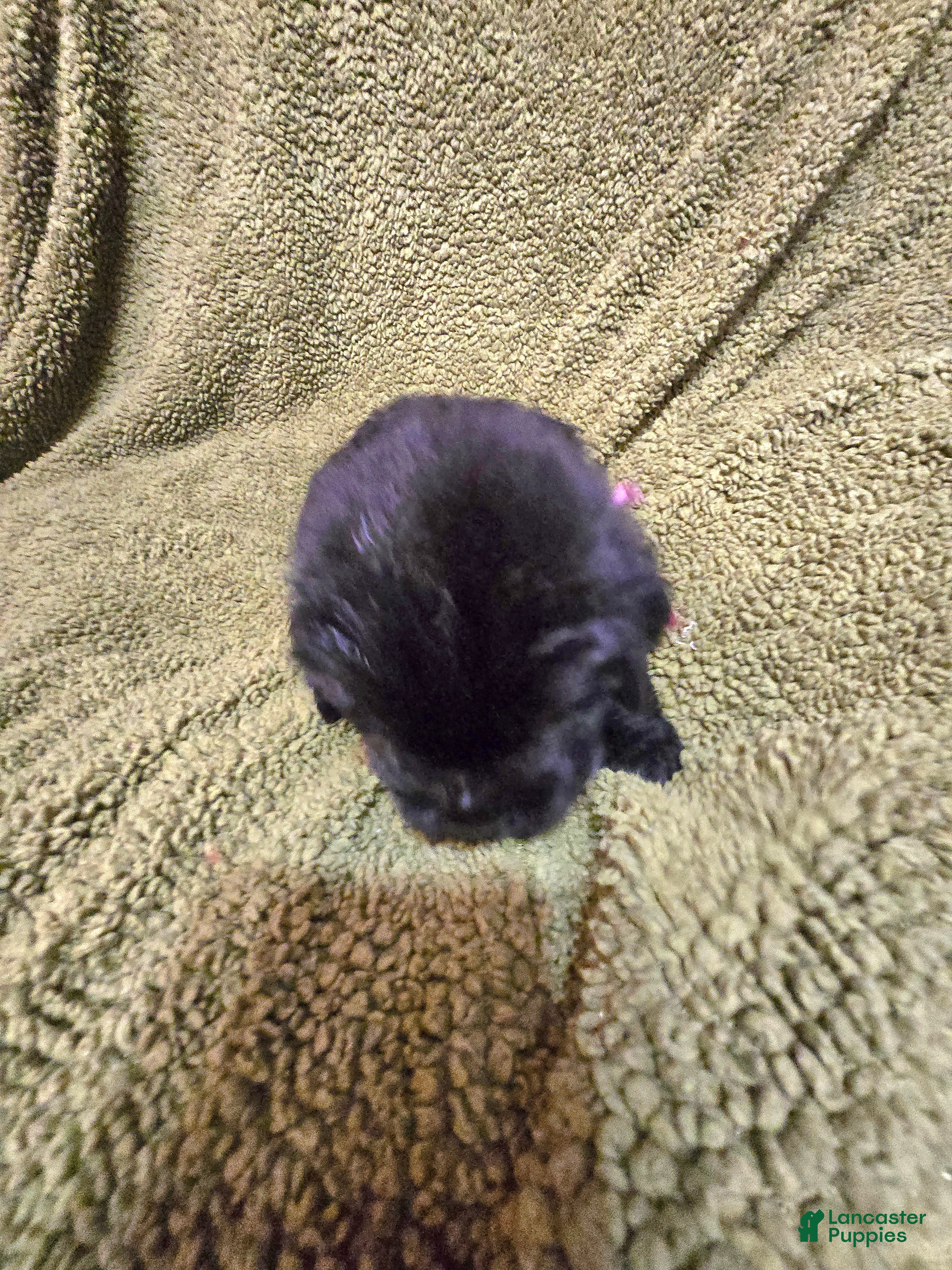 Newfoundland dogs Newfoundland Puppy 8 girl - Ad 1