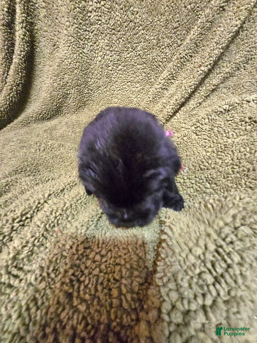 Newfoundland dogs for sale: Newfoundland Puppy 8 girl - Ad 1