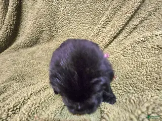 Newfoundland dogs Newfoundland Puppy 8 girl - Ad 1