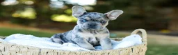 French Bulldog dogs for sale: Chase - Blue Merle - Ad 7