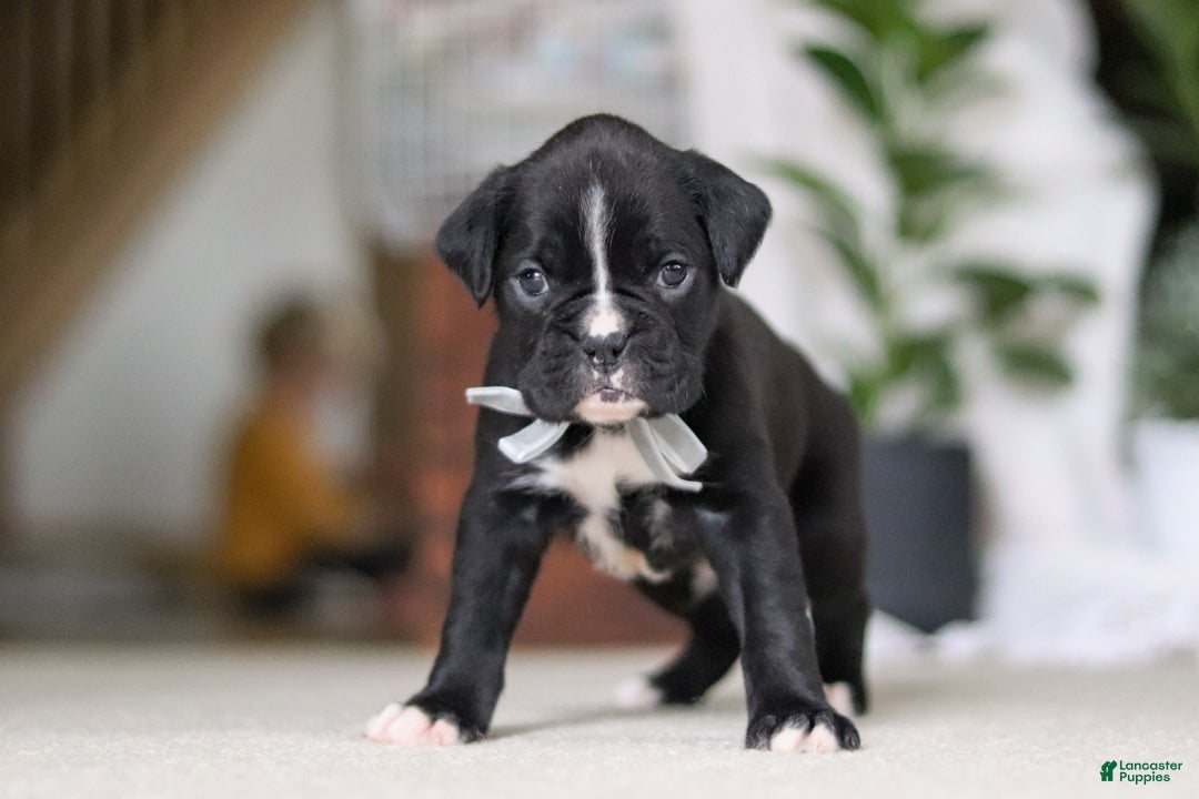 Boxer dogs for sale: Diesel - Ad 7