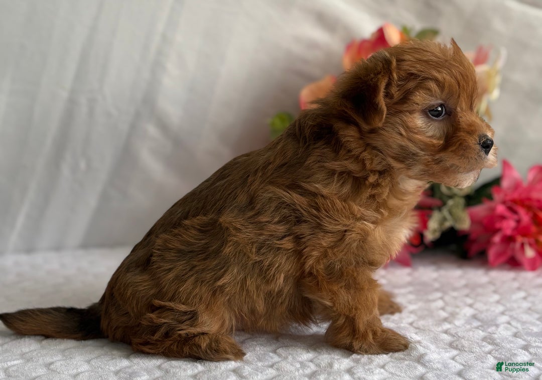 Morkie dogs for sale: Natalie - Ad 4