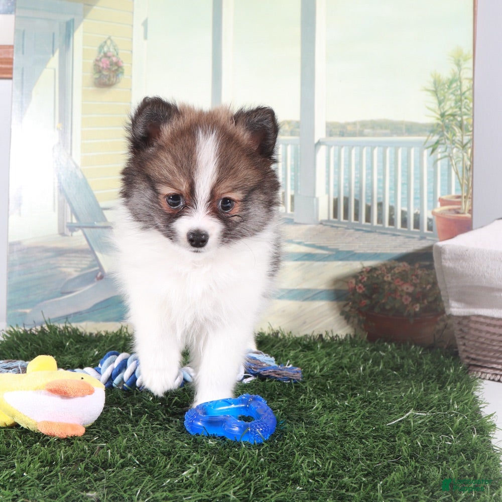 Pomeranian dogs Crockett-Bold Little Pomeranian - Ad 2