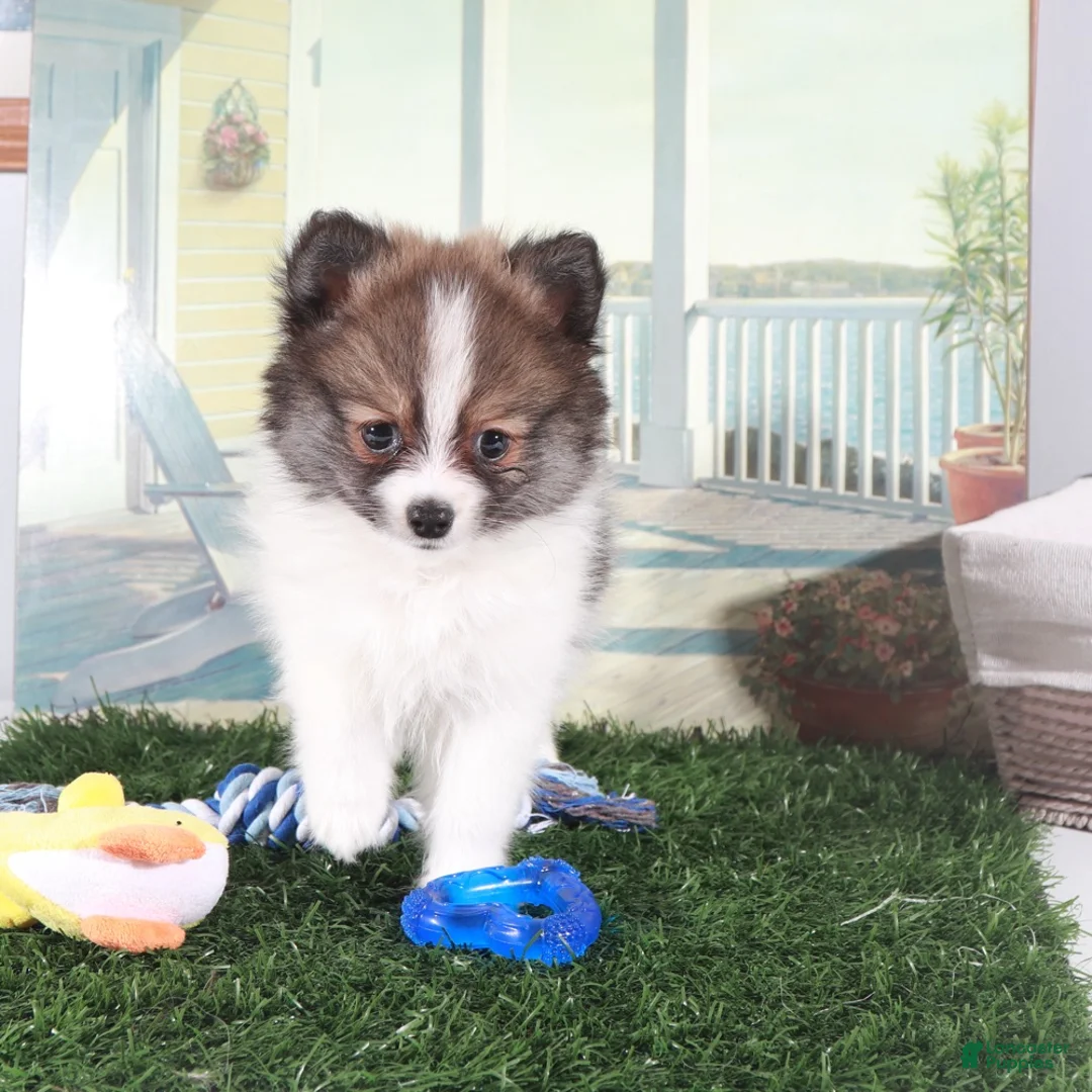 Pomeranian dogs for sale: Crockett-Bold Little Pomeranian - Ad 2