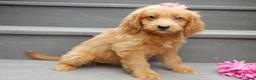 Mini Goldendoodle dogs for sale: Bella - Ad 3