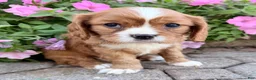 Cavalier King Charles Spaniel dogs for sale: Mario Male AKC Cavalier - Ad 8