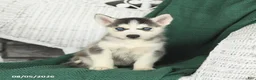 Siberian Husky dogs for sale: Virginia - Ad 3