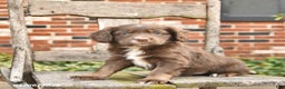 Mixed Breed dogs for sale: Hazel  - Ad 3