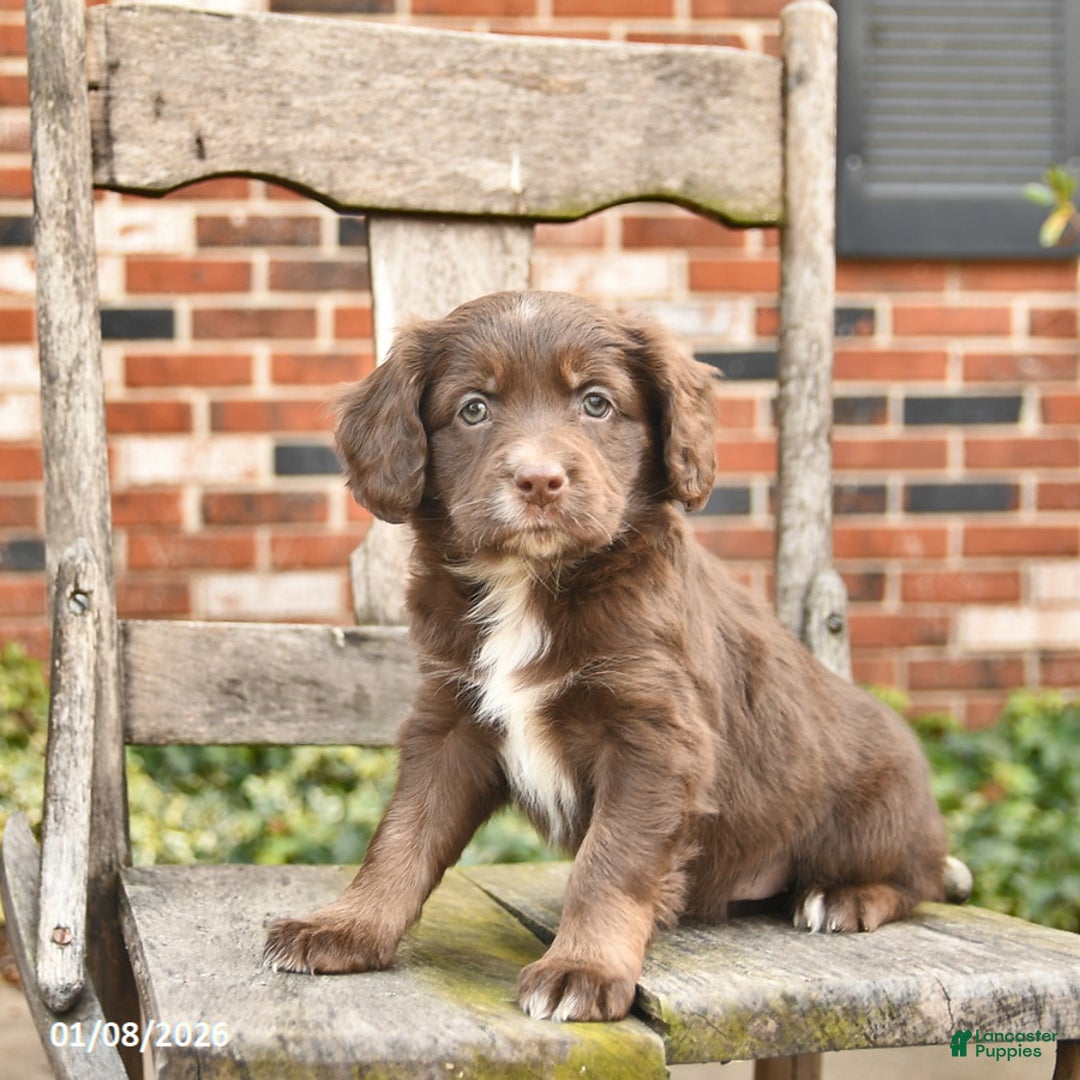 Mixed Breed dogs for sale: Hazel  - Ad 3