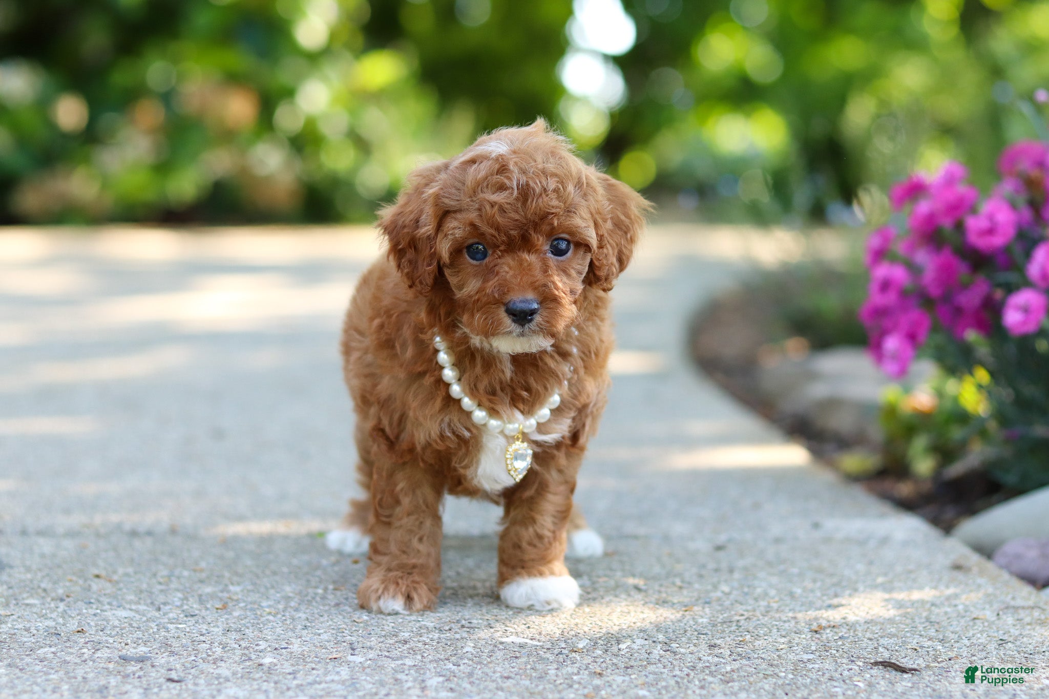Cavapoo dogs for sale: Maggie - Ad 5
