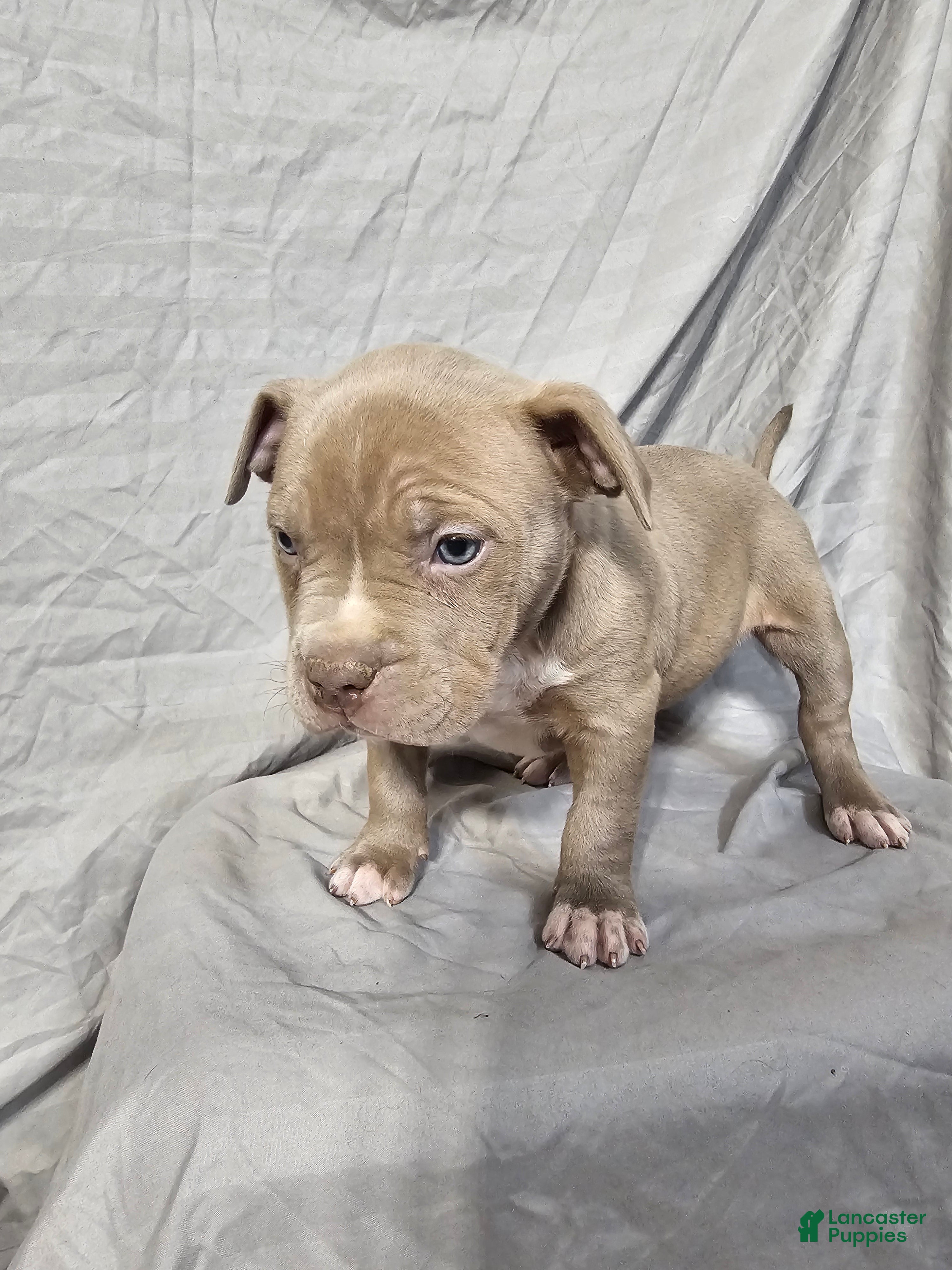 American Bully dogs Sasha - Lilac - Ad 12