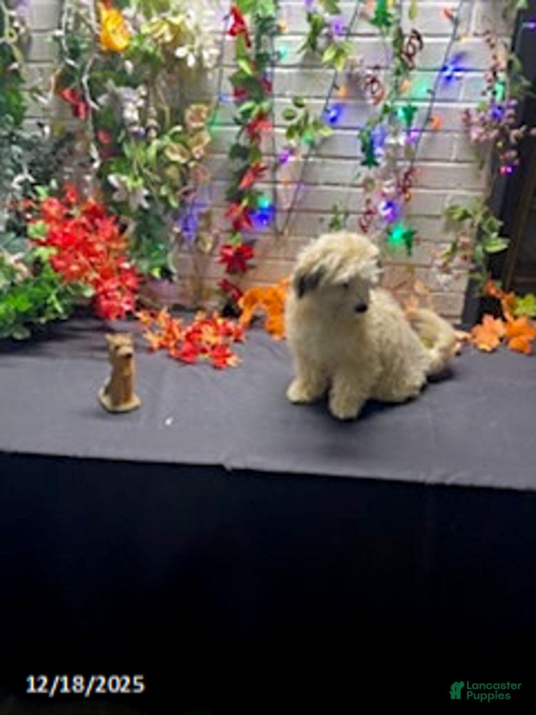 Havapoo dogs for sale: Blondie - Ad 10