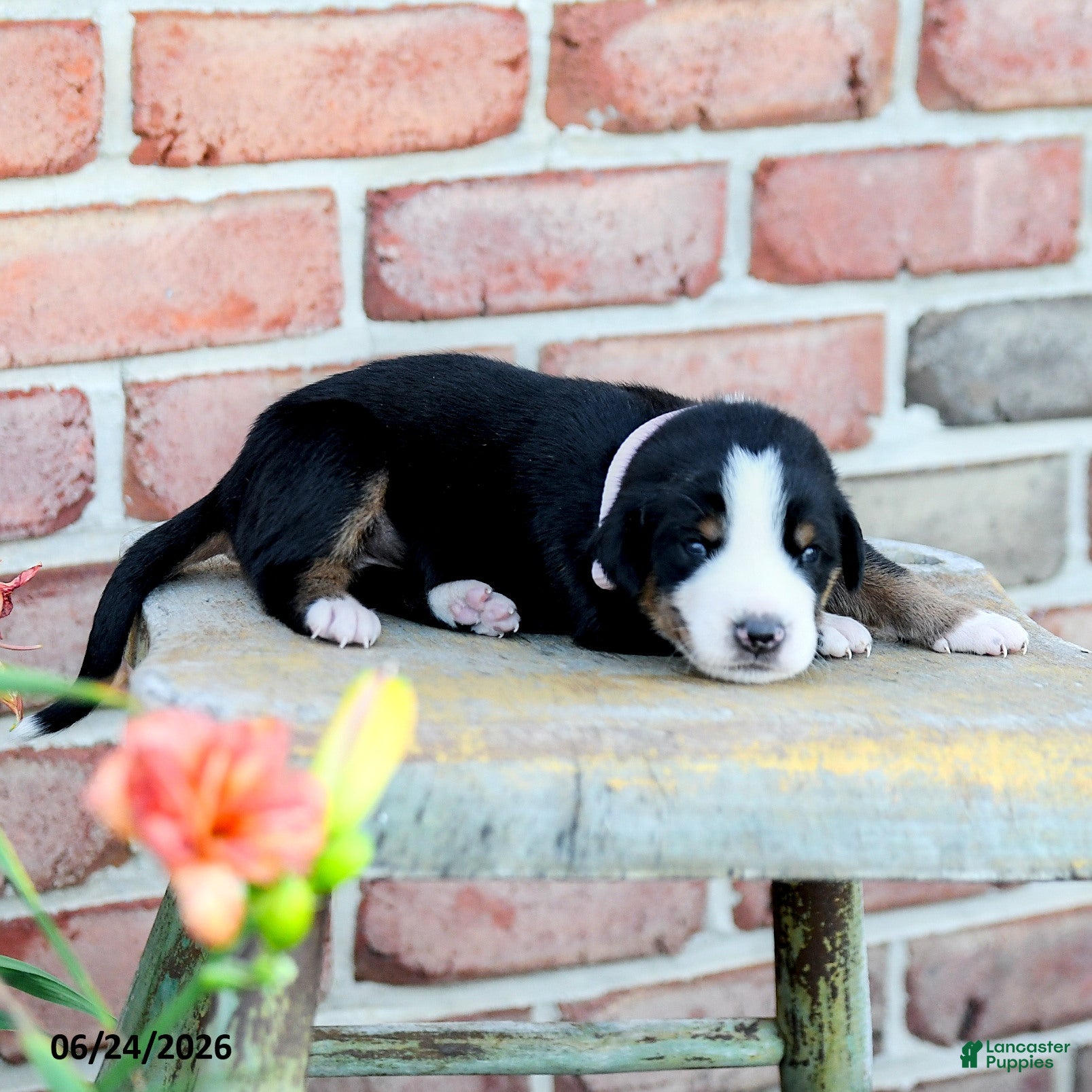 Greater Swiss Mountain Dog dogs Klara - Ad 1