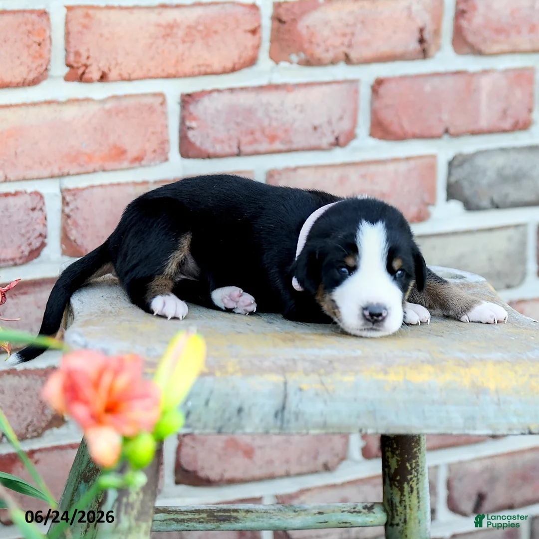 Greater Swiss Mountain Dog dogs for sale: Klara - Ad 1