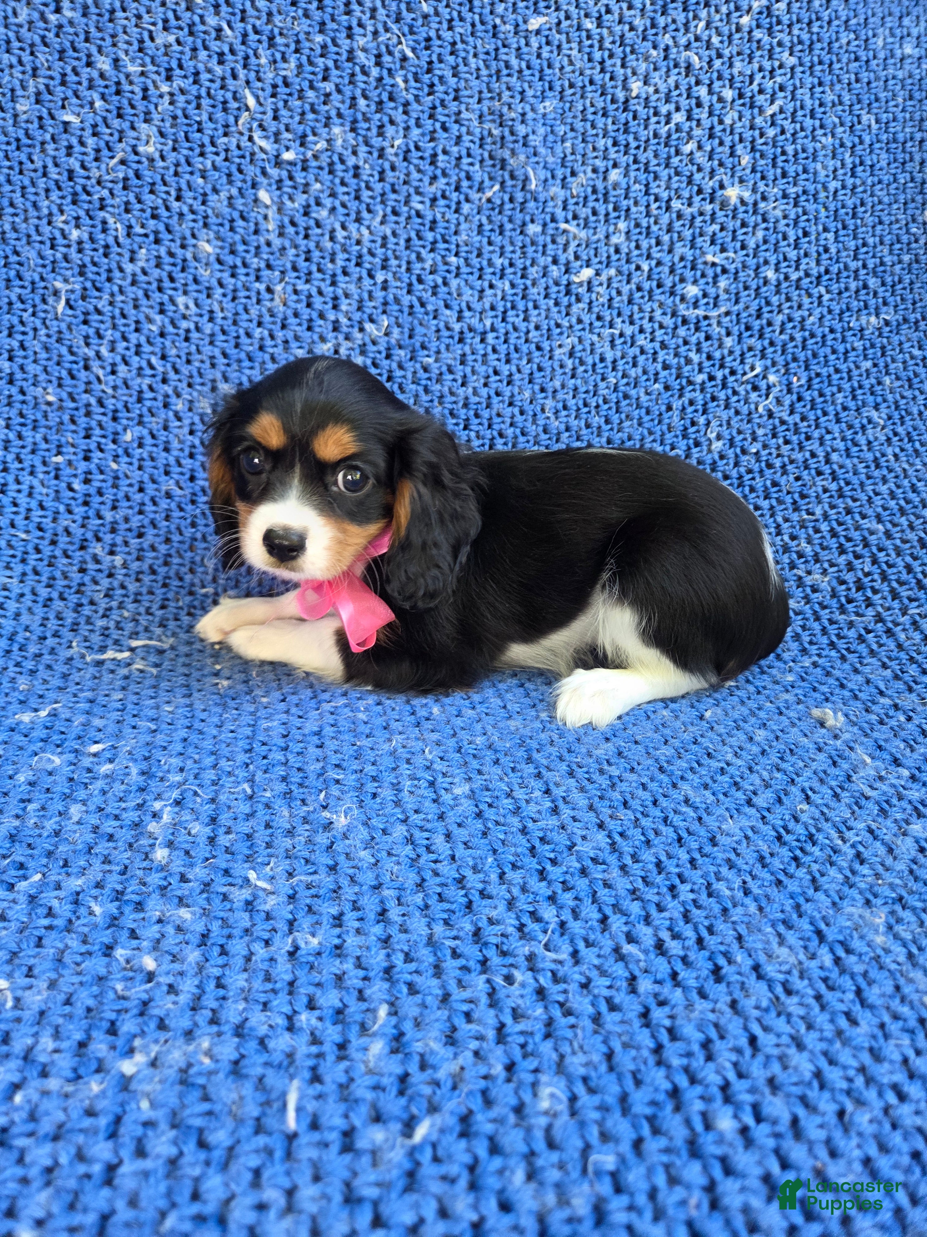 Cavalier King Charles Spaniel dogs Jenna  - Ad 10